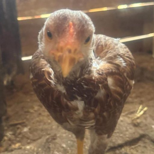 Giant Chicks World's Biggest Chickens close up face shot.