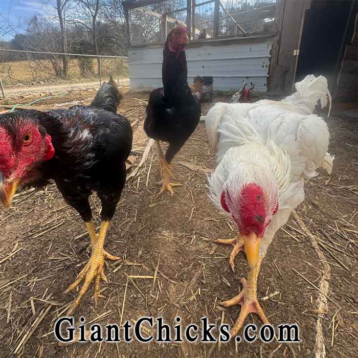 Introducing Giant Chicks Farm for Indio Gigante Chickens