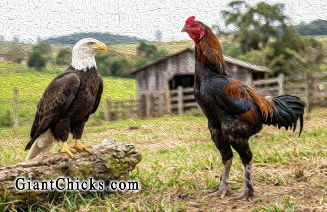 This illustrative image shows a realistic size comparison between a Bald Eagle and an Indio Gigante Rooster. The Bald Eagle is significantly smaller, standing on a log, and still shorter than the chicken.